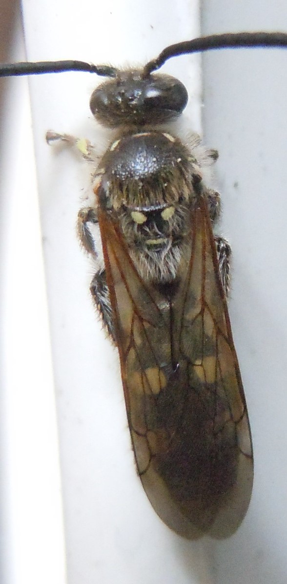 Colpa sexmaculata, maschio, Scoliidae